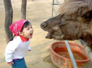 yelling at a donkey llama thing